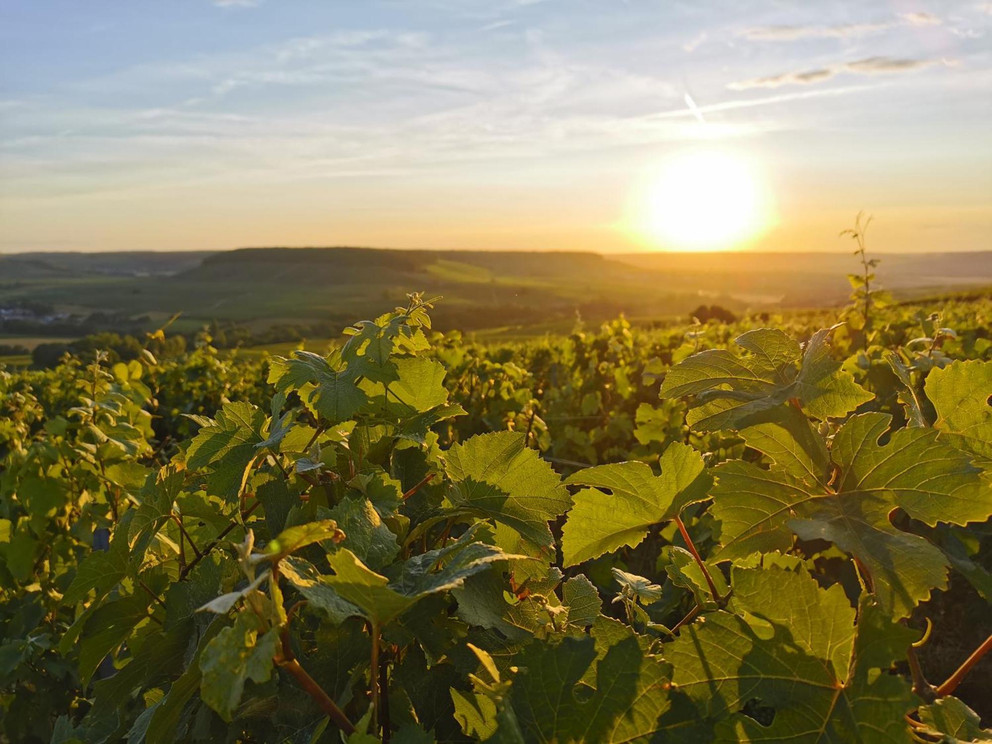 Hostellerie Briqueterie & Spa Champagne Вине Экстерьер фото Vineyards in the Moselle region